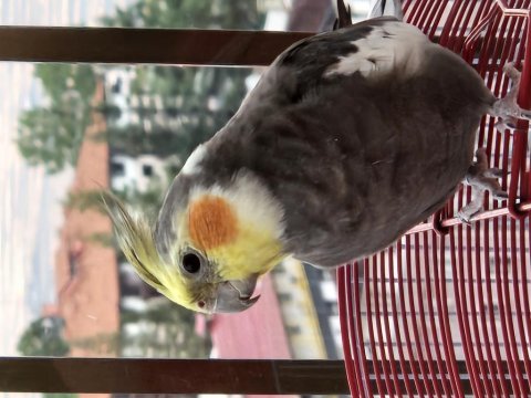 Sultan papağanı 2 yaşında erkek