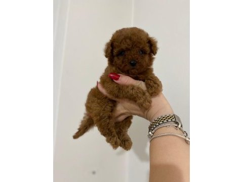 Teacup toy poodle