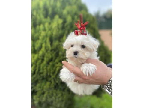 Orjinal maltese bebeklerimiz