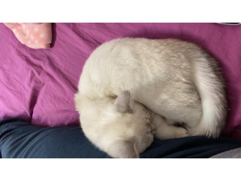 Scottish fold yavru