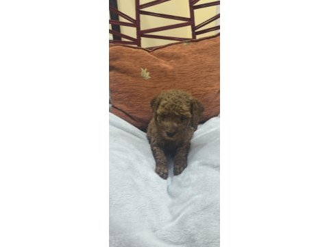 Bebek köpeklerim siz yeni ailesiyle tanışmaya hazır