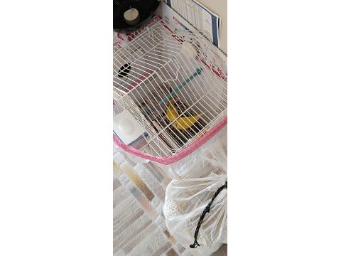 İsteyene çift isteyene tek muhabbet kuşları