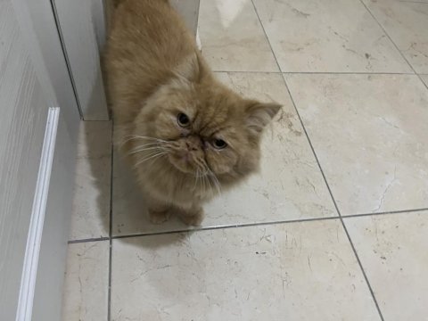 Dünyalar tatlısı iran kedisi poffy