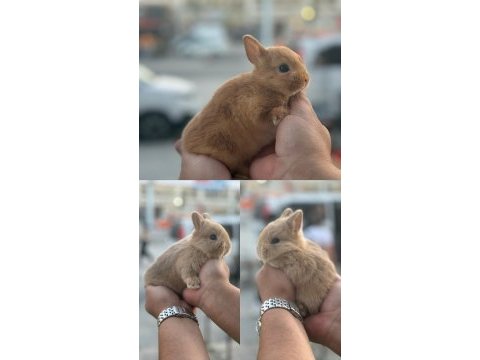 Özel renk kızıl ve sarı cüce bebekler
