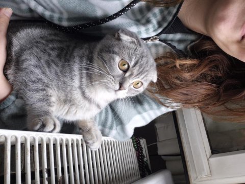 Scottish fold erkek kedimi veriyorum