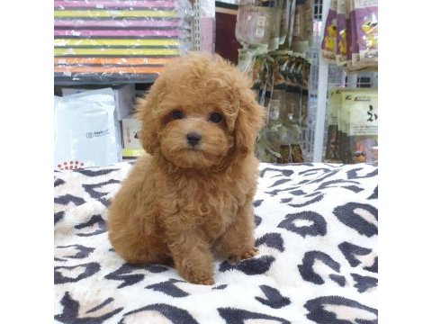 Orjinal toy poodle yavruları