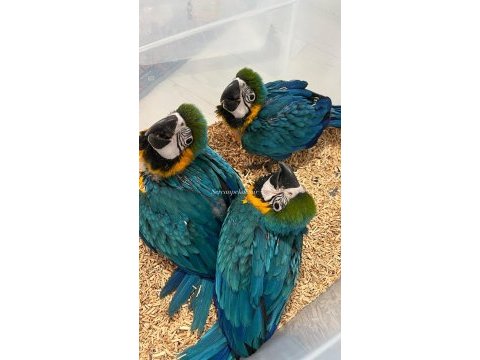 Bebek macawlar