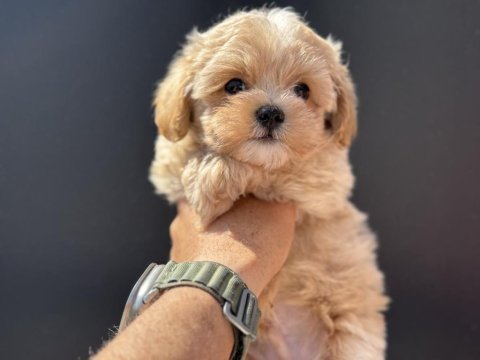 Ruhsatlı çiftlikde ziyarete açık kore maltipoo