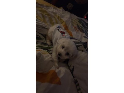 Beyaz saf maltipoo