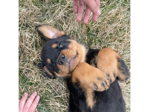 Rottweiler yavrularımız