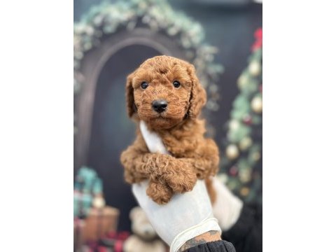 Orijinal toy poodle teddy bear face