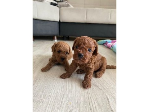 Kore erkek toy poodle bebekler