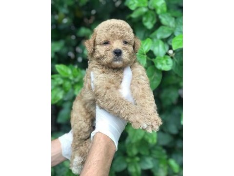 Poodle ayarında maltipoo bebekler