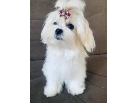 Safkan kore dişi teacup maltese 1.650 kg