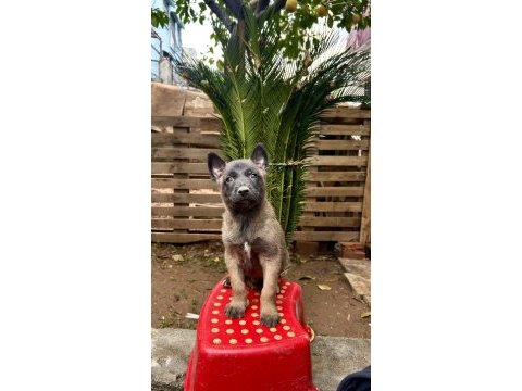 Belçika malinois yavruları