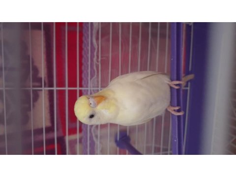 Lutino muhabbet kuşu