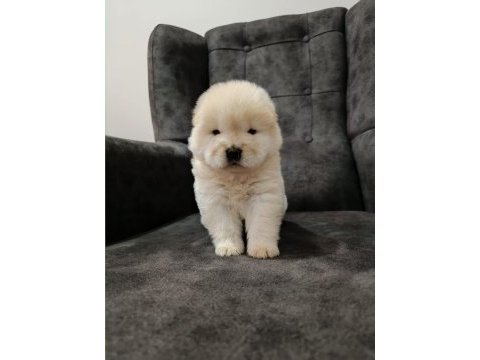 Çin aslanı yavru köpeğimiz