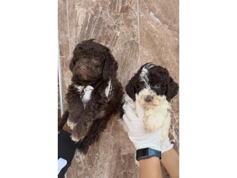 Portekiz su köpeği çok şirin yavrular 