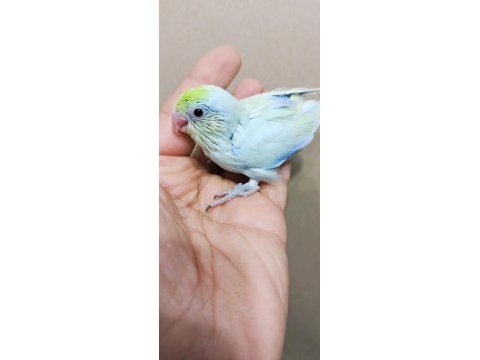 Görsel şölen turkuaz erkek cep papağanı