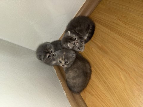 Scottish fold yavru kediler orjinal