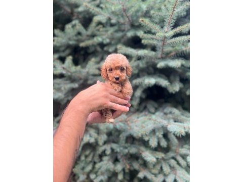 Sağlık garantili maltipoo yavrumuz