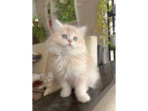 Ay12 dişi british longhair