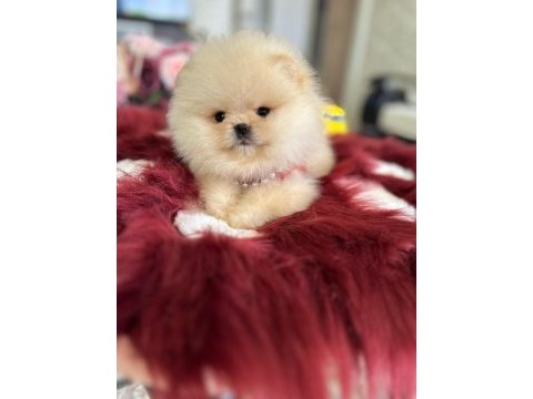 Mini boy ayıcık pomeranian boo