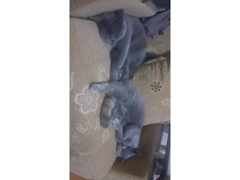 1 yaşında kedilerimiz sahiplendirilecektir