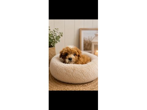 Maltipoo yavrular orijinal ev doğumlu