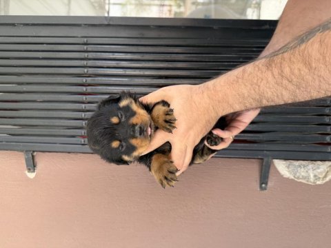 Rottweiler ırk ve sağlık garantisini belgeli veriyorum