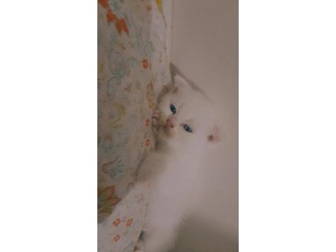 Scottish fold tam beyaz ve blue point yavru