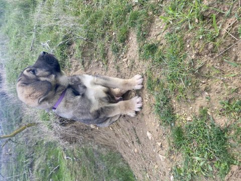 Saf kangal yavrusu