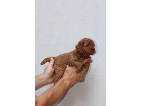 Toy poodle yavruları