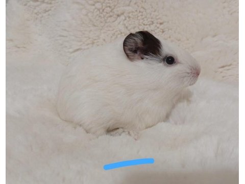 Guinea pig bebekler
