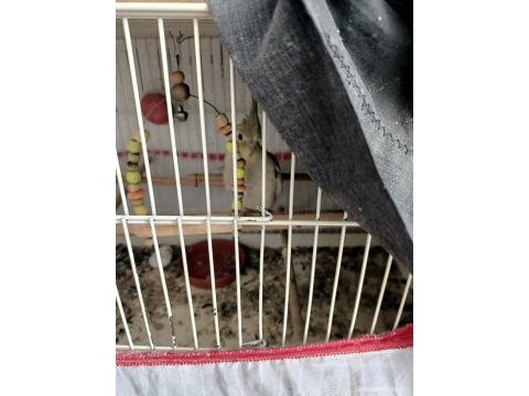 Yavru grey sultan papağanlar sahiplenmek istiyor
