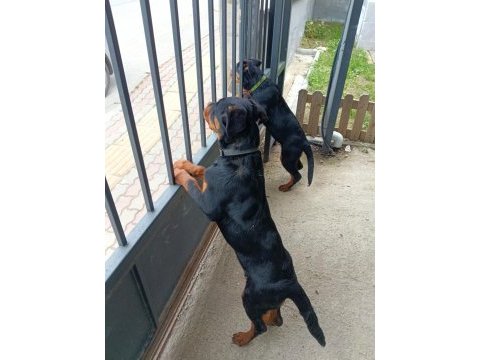 İkiside 4 aylık dişi rottweiler bilgi için lütfen whatsapp