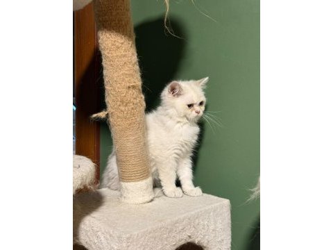 Beyaz golden point yakışıklı british shorthair