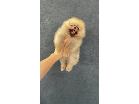 Pomeranian orjinal köpekler
