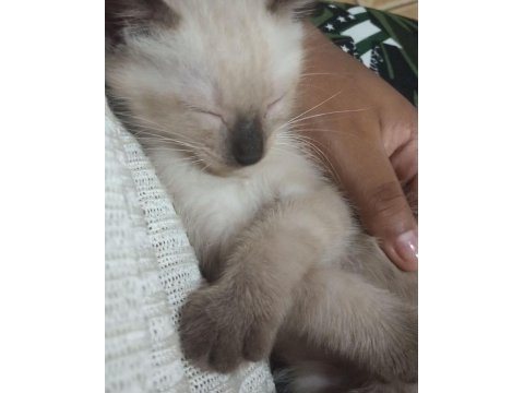 Siyam mavi göz orjinal canlı gelip bakabilirsiniz