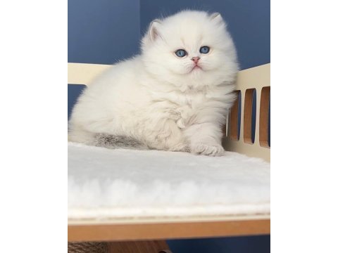 Pamuk şeker silver british longhair 
