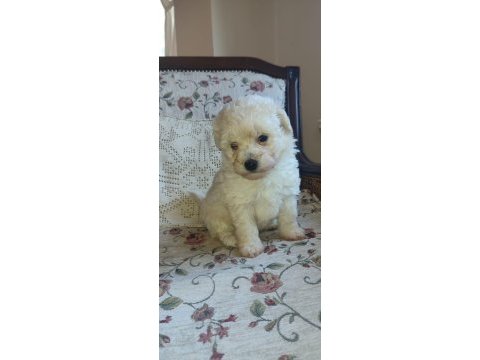 Maltipoo yavrularımız ailelerine kavuşmayı bekliyor