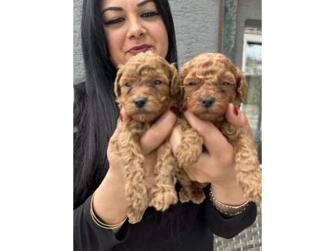 Ufacık sağlık ve ırk garantili toy poodle yavrularım
