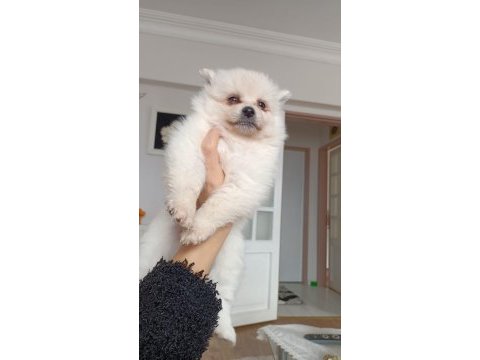Pomeranian spitz yavrular