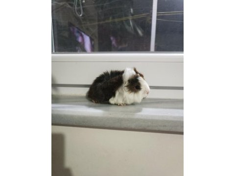 Erkek son yavru ginepig