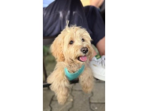 1 yaşında maltipoo acil sahiplendirilecek