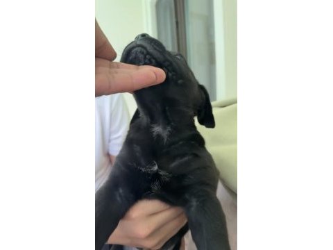 55 günlük çipli kimlikli erkek cane corso yavru