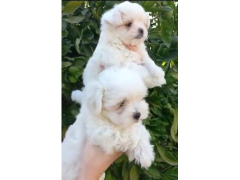 Terrier maltese