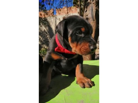 A şecereli anne ve babadan üst düzeyde kaliteli dobermanlar