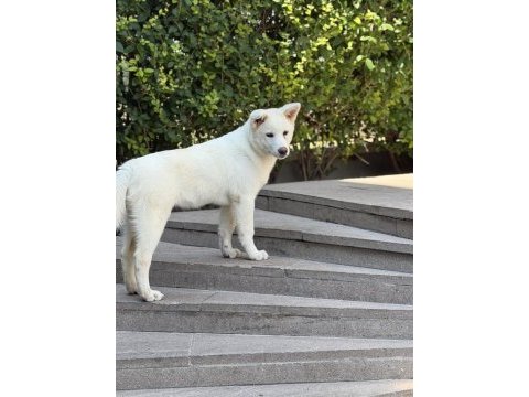 3,5 aylık karma aşıları bitmiş beyaz akita inu