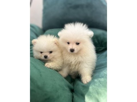 Kar beyaz pomeranian bebekler